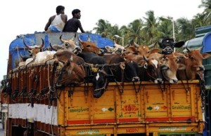 livestock transport